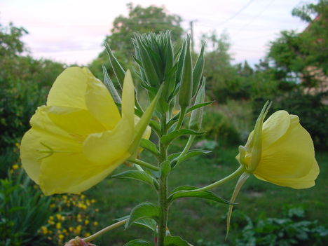 DSC03566