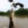 Esztveszejtoen__csodas_kepek_-022_1466105_8422_t