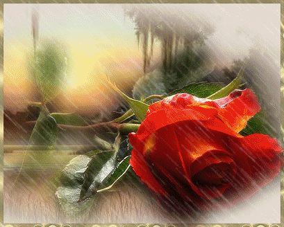 Gyönyörű rózsa 4