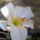 Liliom-001_1466479_8985_t