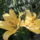 Liliom-002_1466440_6622_t