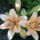 Liliom-003_1466469_1356_t