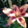 Liliom-004_1466442_6709_t