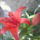 Liliom_1466476_2966_t