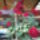 Muskatl-001_1466466_8551_t