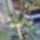 Paradicsomfa_termese_1466475_3100_t
