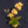 Szakallas_orchidea2_1466567_2575_t