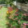 Terulo_rozsak_1466961_9833_t