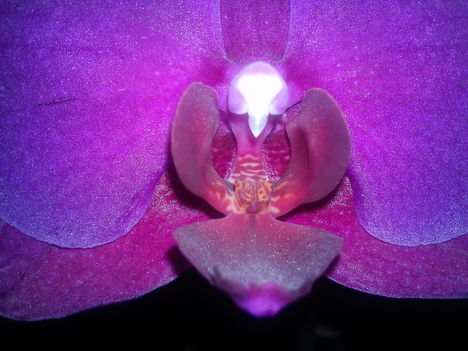 Lepkeorchidea közelről