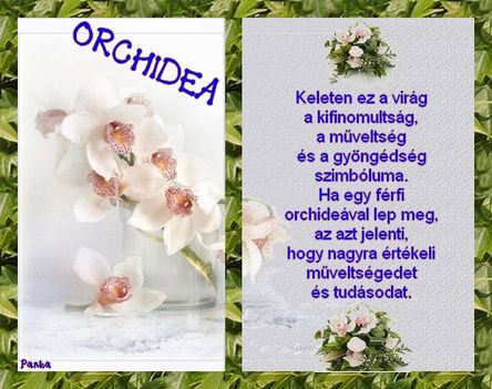 ORCHIDEA