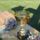 Barbacs_a_bajnok_2012ben_159_1468049_1697_t