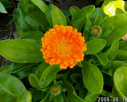 Körömke - Calendula officinalis