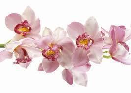 orchideák iránti tisztelet