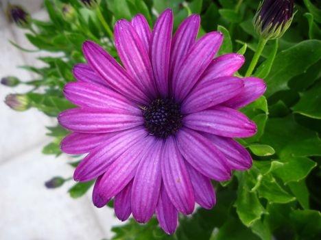 Osteospermum