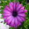 Osteospermum