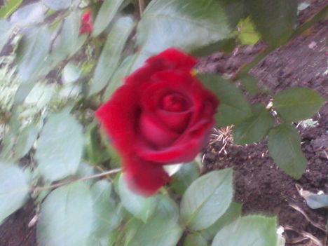 rózsáim 4