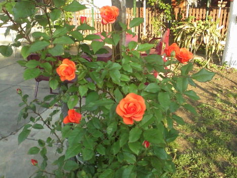 rózsáim 8
