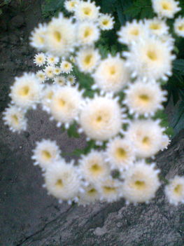 2012.Kertem virágainak egyrésze! 11