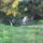 Ahogy_laci_latott_bennunket_a_forrasnal_1471159_7894_t