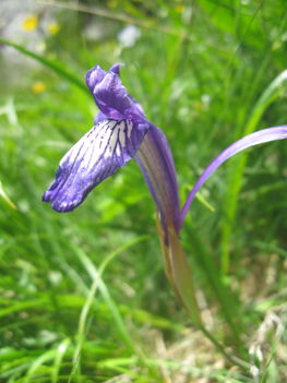 Iris pumila -Törpe nőszirom- Öcsémkő -jun 18