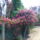 Kinyilt_a_rozsam_1_1471018_4937_t
