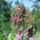 Kinyilt_a_rozsam_3_1471020_9642_t