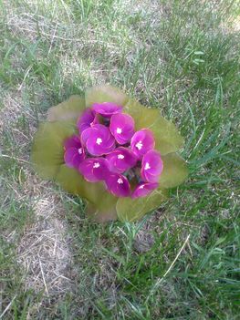 lila cserepes virág 2