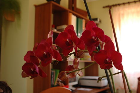orchidea 2 012