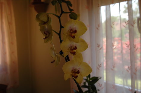 orchidea 2 013
