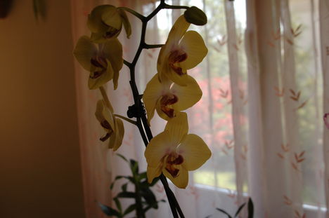 orchidea 2 014