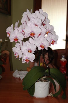 orchidea 2 016