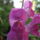 Viragok-001_1471356_5681_t