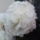 Viragok-005_1471352_4236_t