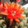 Viragok-006_1471351_2831_t