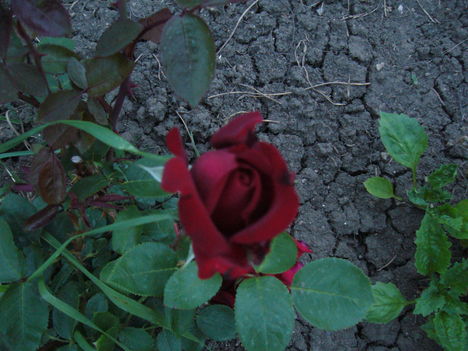 virágzó  bársony rózsám 