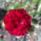 vörös rózsa (ingrid bergamann