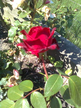 vörös rózsa (ingrid bergmann)
