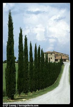 falusi út és ciprusok - Toscana