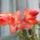 Nalunk_mar_karacsony_van_vagy_husvet_1472436_9466_t