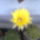 Echinopsissarga_viragu_1473240_8896_t