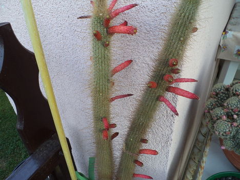 oszlop kaktusz csővirágai