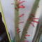 oszlop kaktusz csővirágai
