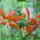 Juniusi_viragok_1-010_1474730_1150_t