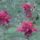 Juniusi_viragok_1-012_1474757_9115_t