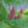 Juniusi_viragok_12-004_1474750_2864_t