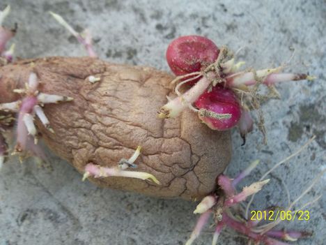 krumpliból nőtt krumpli 