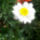 Margareta-001_1474379_8855_t