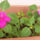 Most_nyilo_viragaim_3-004_1474291_3848_t