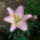 Most_nyilo_viragaim_4-004_1474292_4270_t