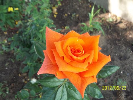 narancsszínű rózsa
